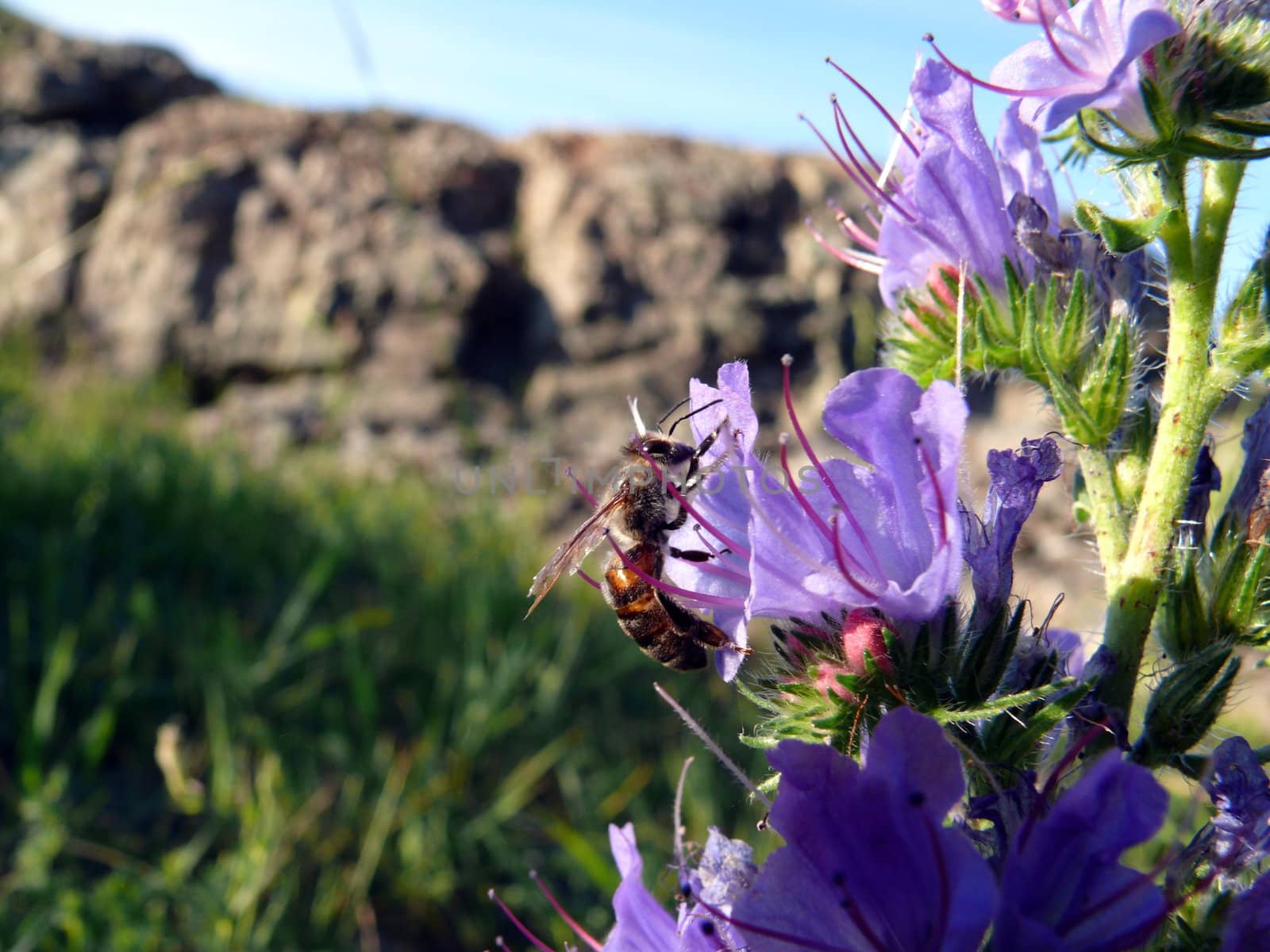 Bee (Apis mellifera) on a flower (Echium vulgare) by Stoyanov