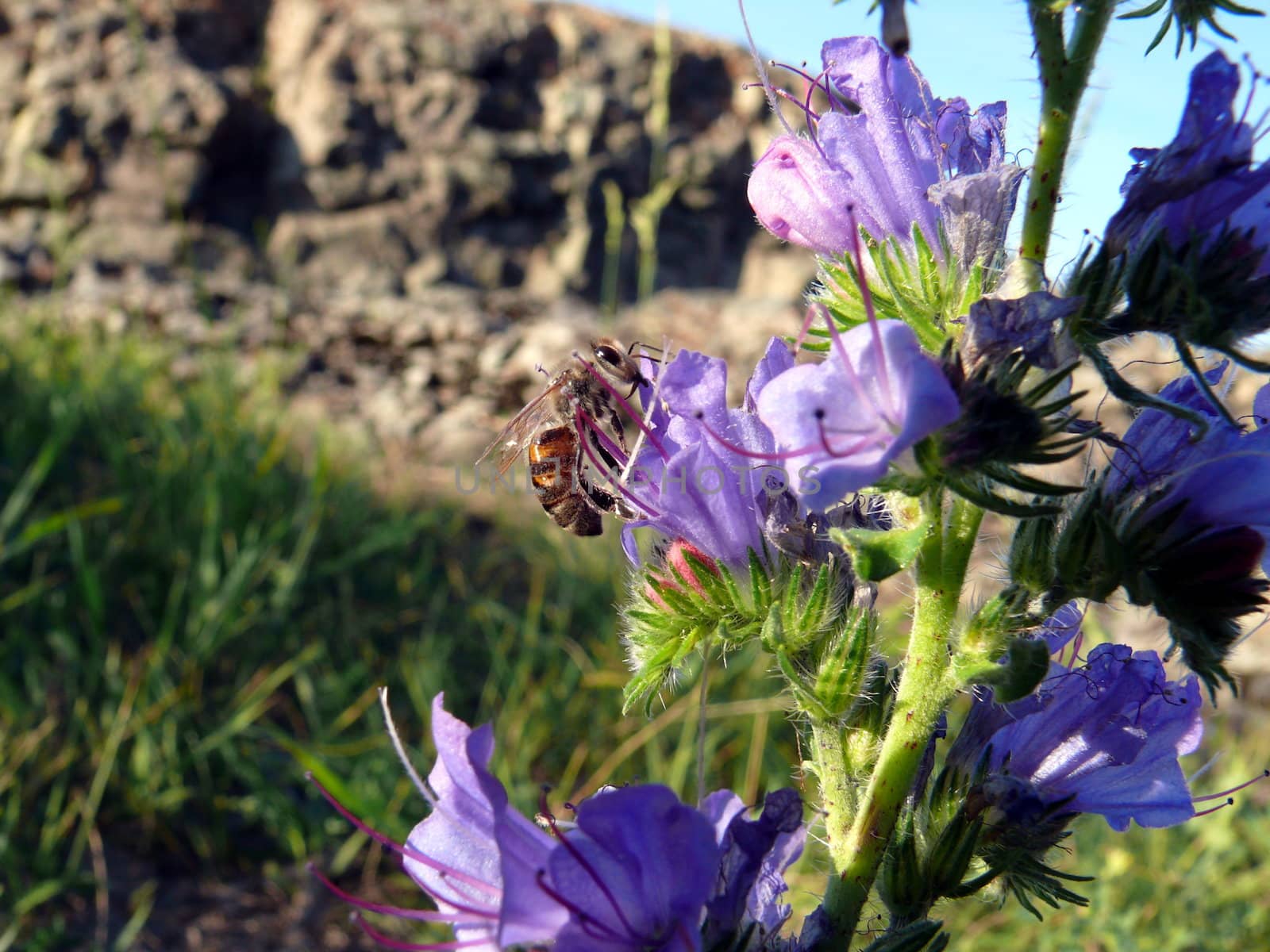 Bee (Apis mellifera) on a flower (Echium vulgare)