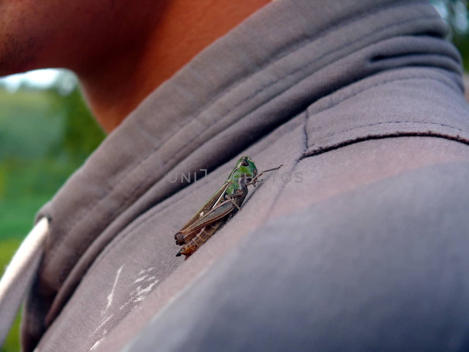 grasshopper on a man shoulder