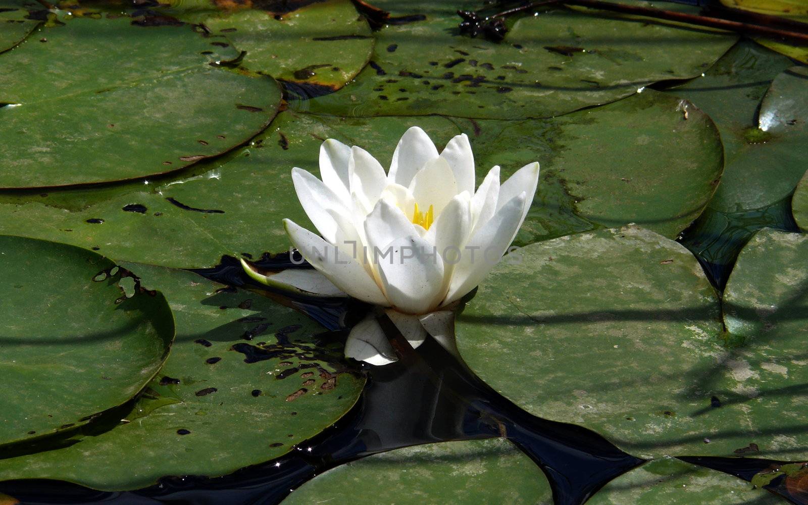 waterlilly in the pond
