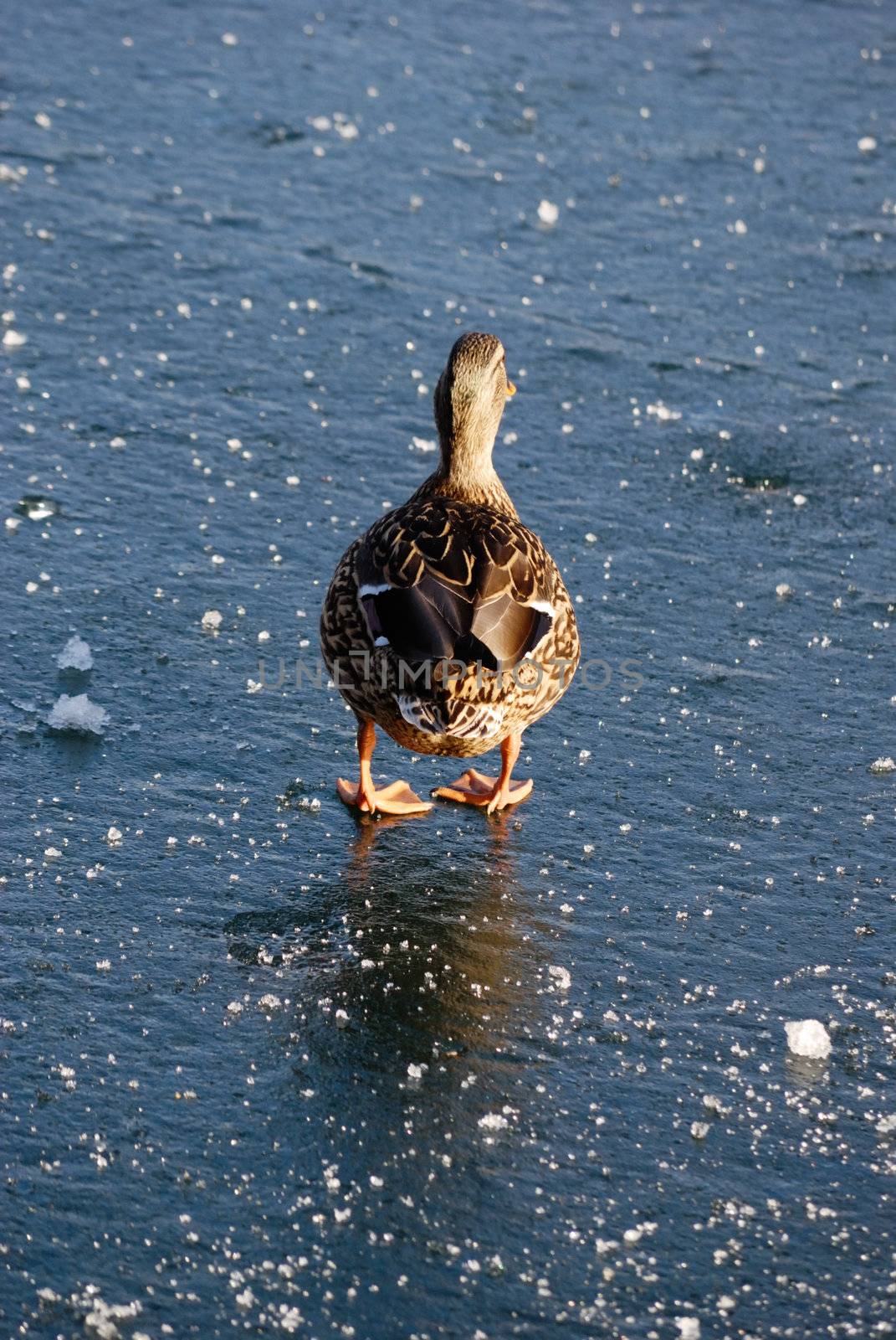 Duck walking over frozen lake in austria