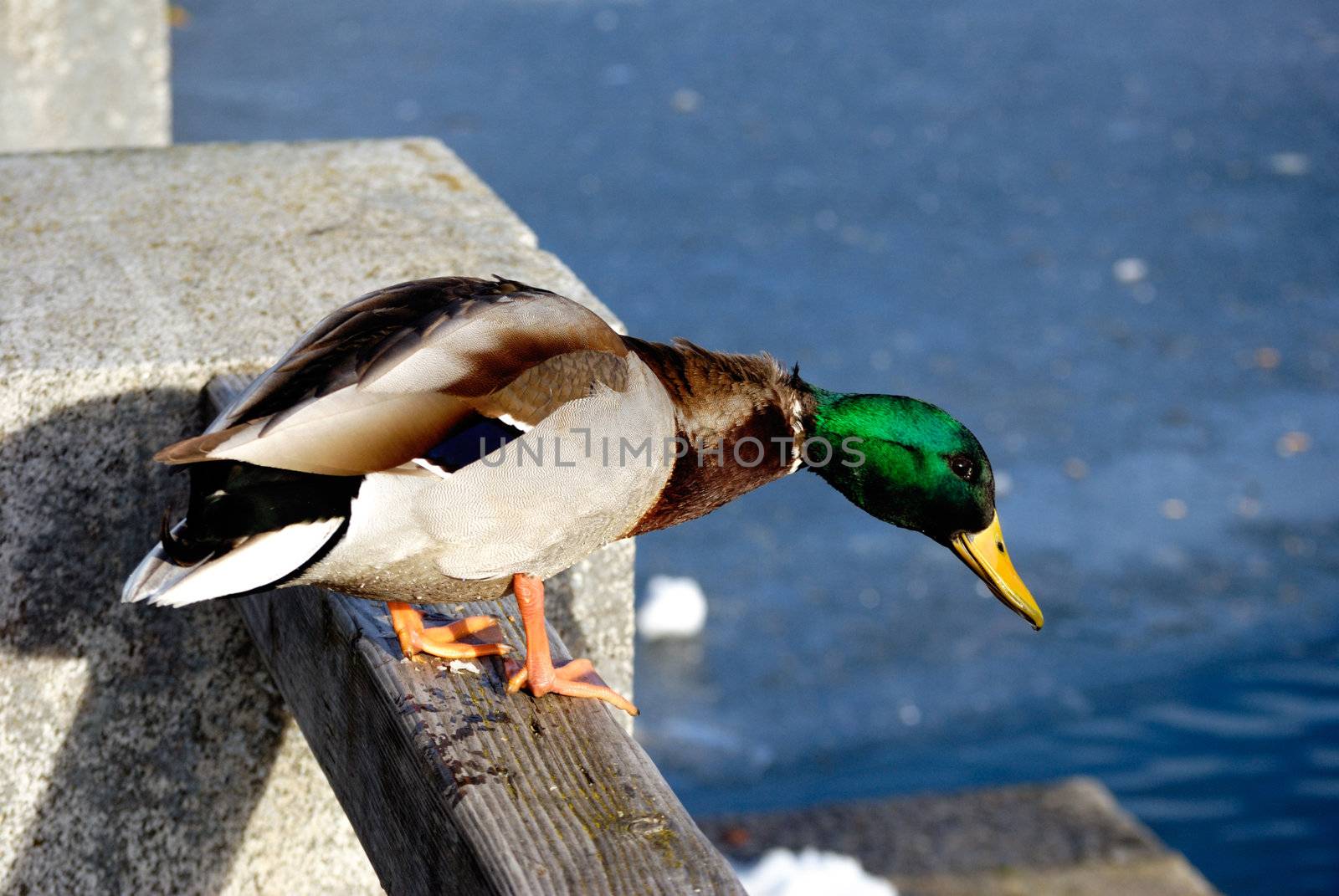 Duck sitting on wall watching the frozen lake in austria.