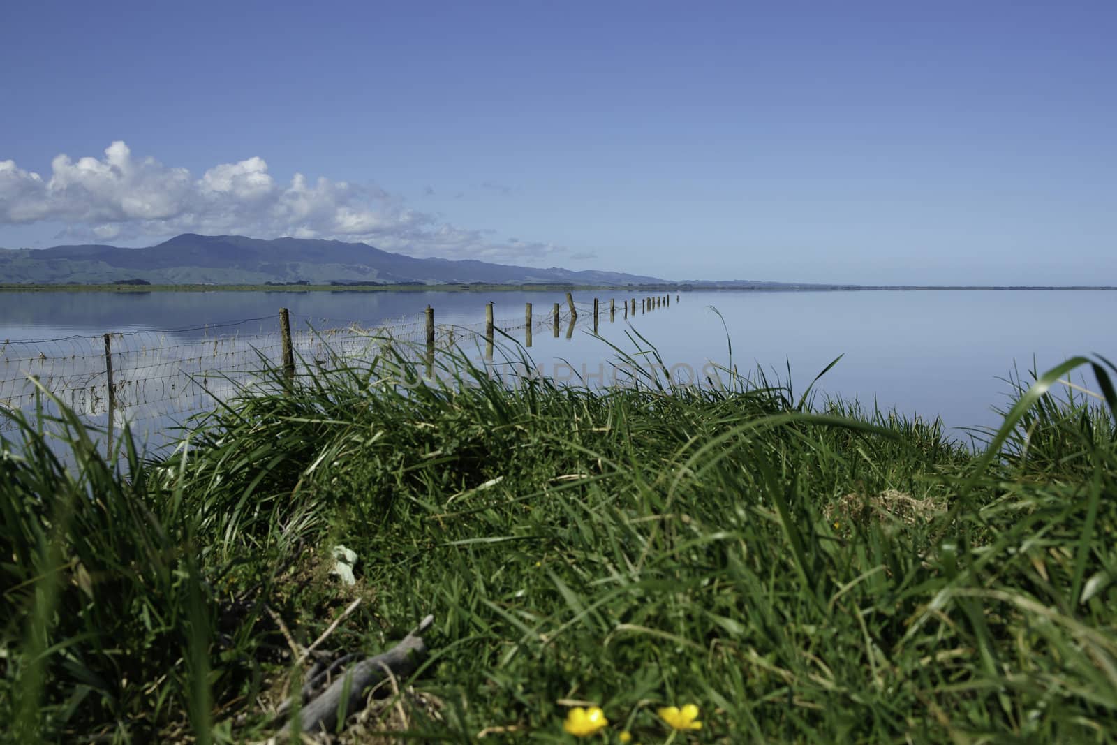 Rural grassy edge and fence projecting into lake Wairarapa, New Zealand.