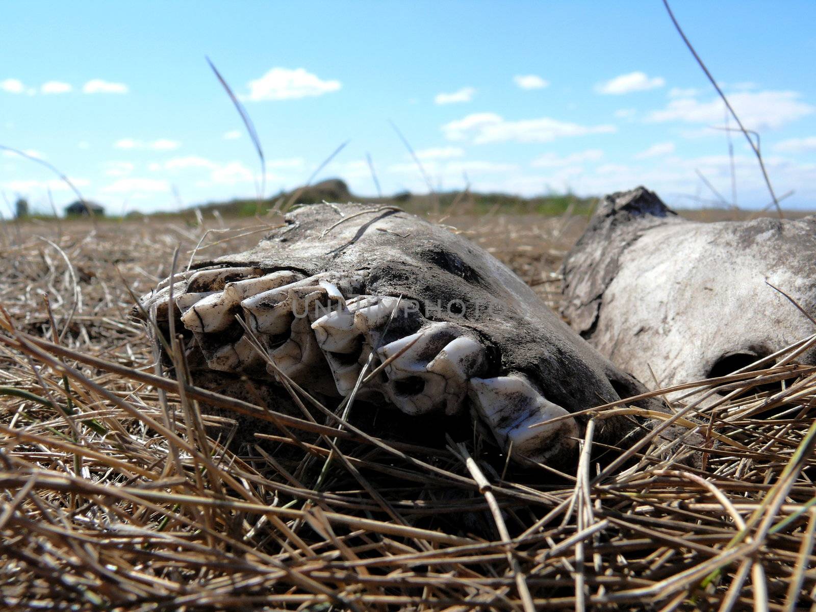 Old white Jaw of wild animal in steppe