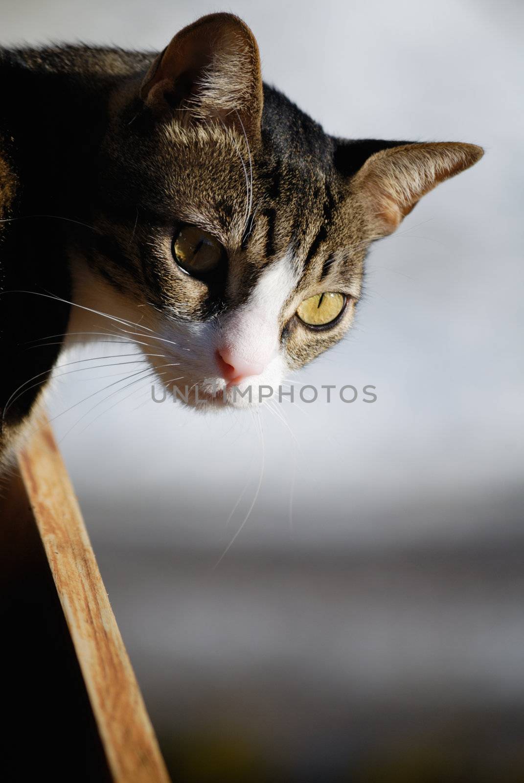 Cute cat looking over balcony