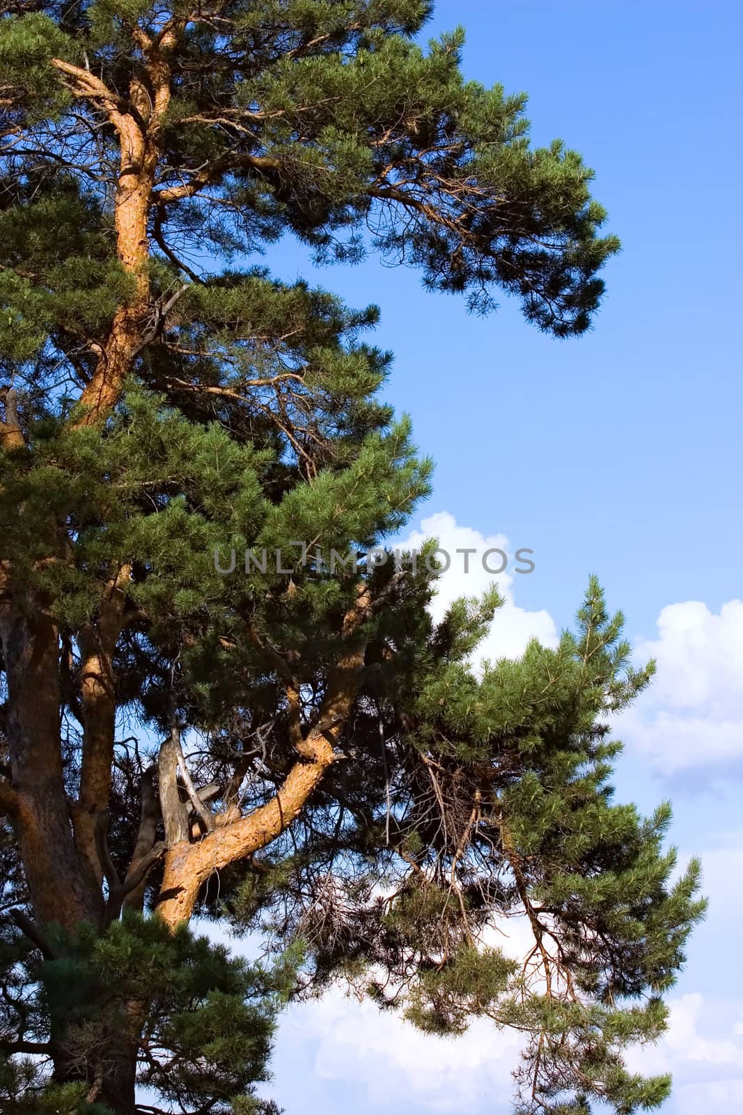 Old pine on a background of the blue sky