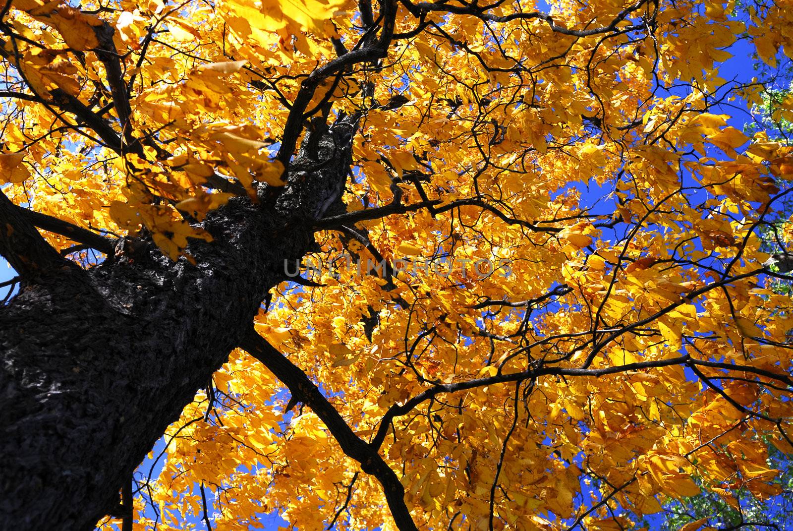 Fall elm tree by elenathewise