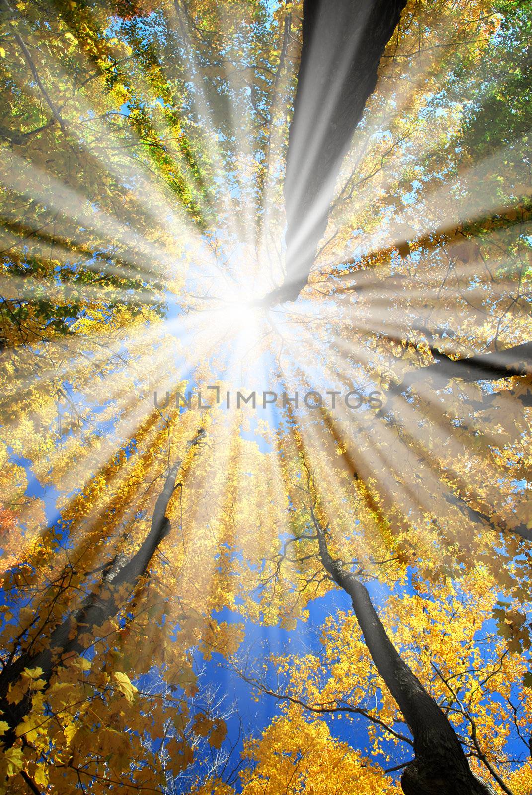 Sun rays in a golden autumn forest