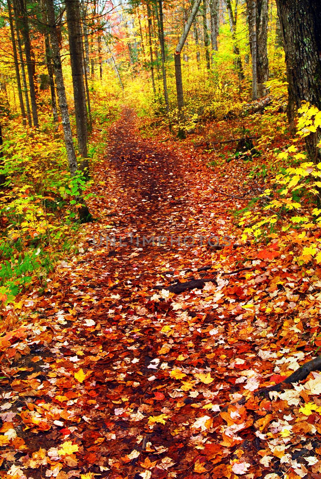 Trail in fall forest by elenathewise