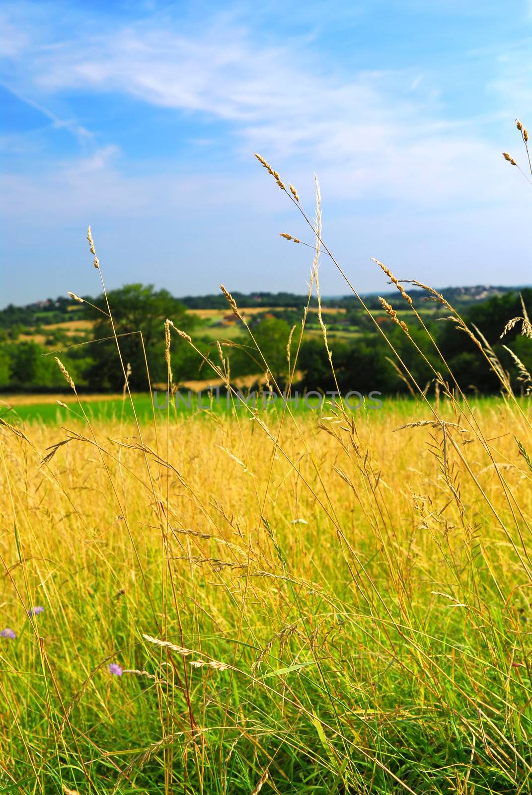 Scenic view on summer agricultural landscape in rural France, closeup on grass