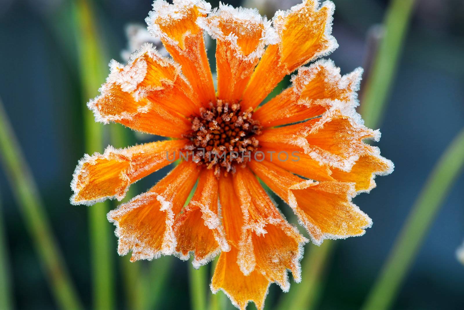 Frosty flower by elenathewise