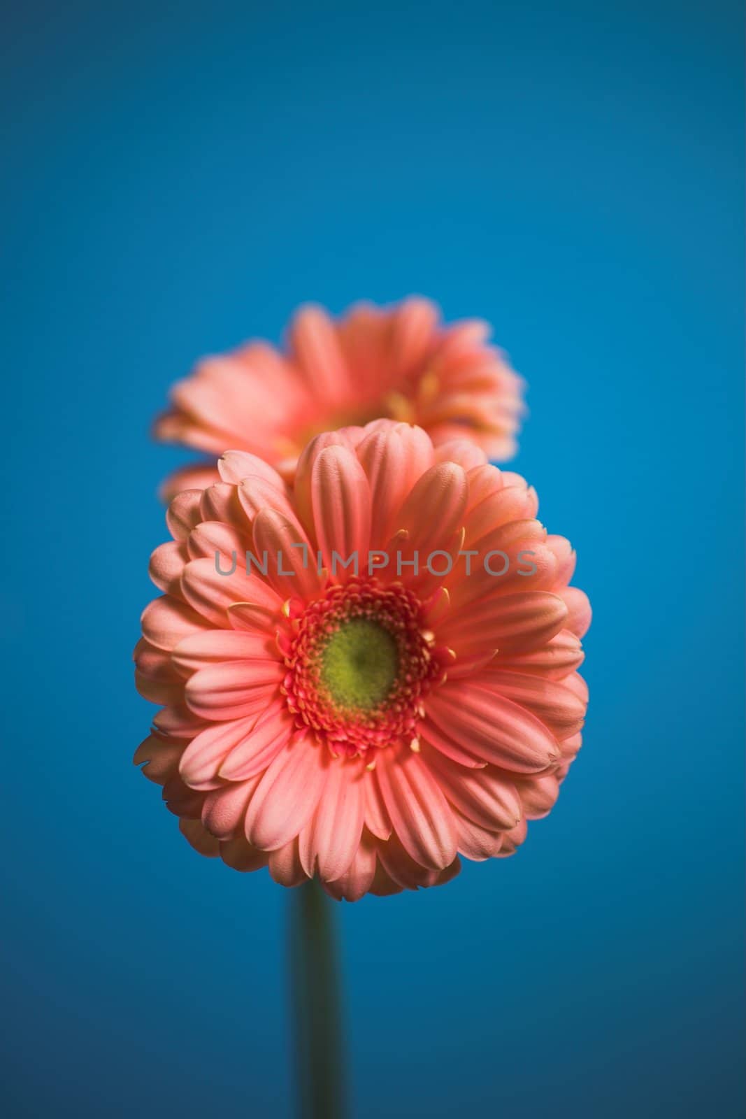 blue, delicate, fiery, fire, flora, flower, flowers, gerber, gerbera, glow, orange, petals, pollen, pollination, red, stemen, pink, two, blue
