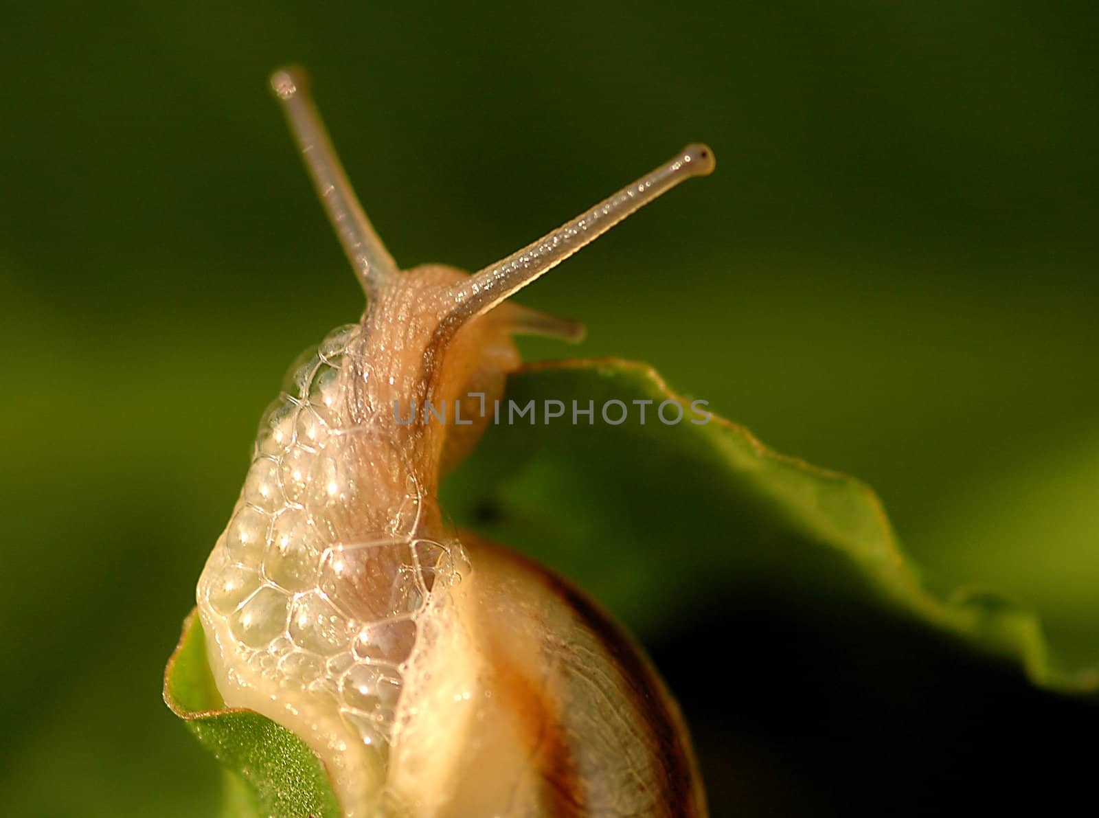 close up on snail in the field