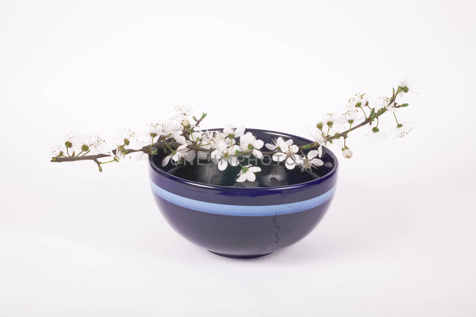 white apple flower on dark blue china bowl