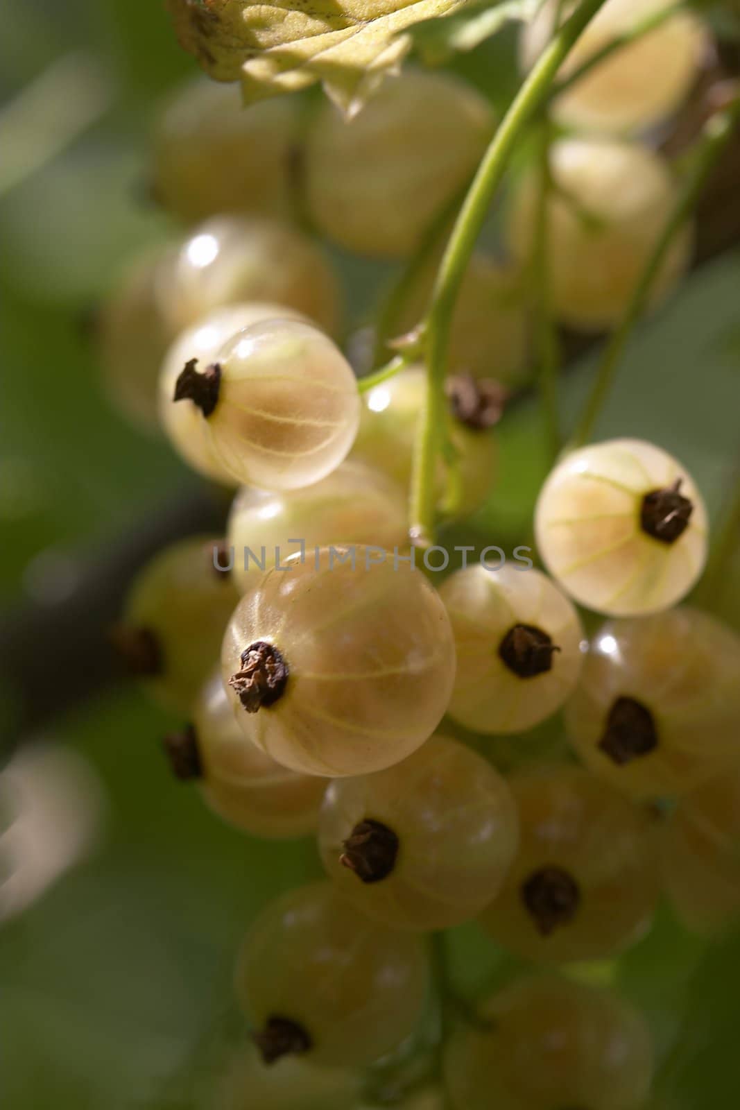 macro picture of ripe white currants on the  bush twig 
