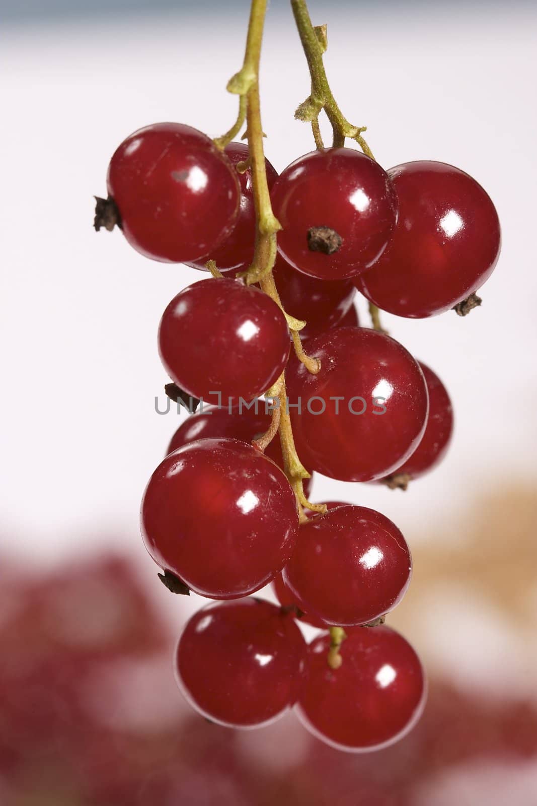 macro view of stem withe ripe red currant 
