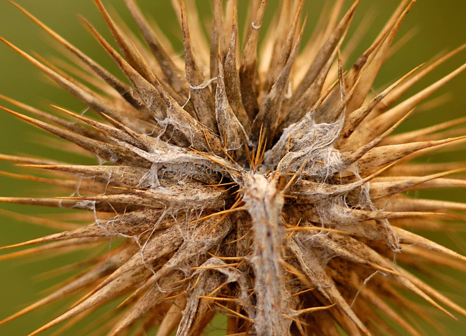 close up on thistle in the field