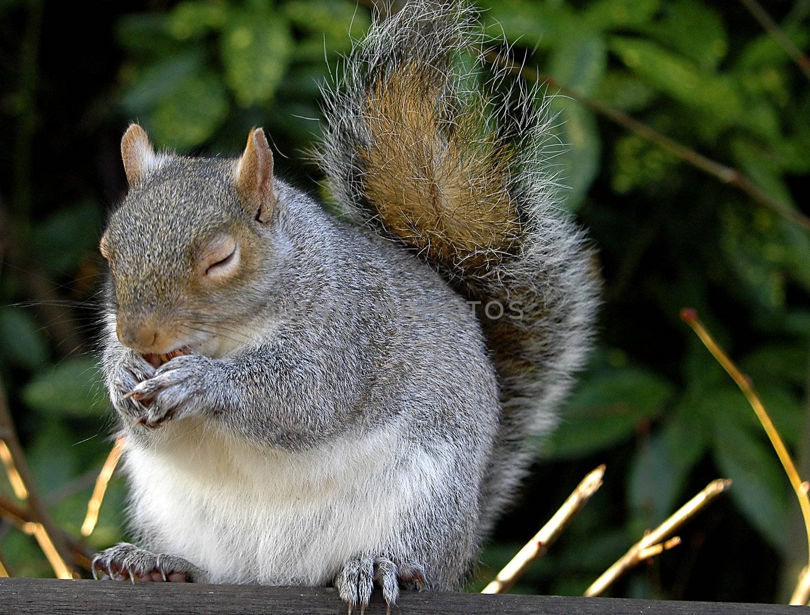 Squirrel by kobby_dagan