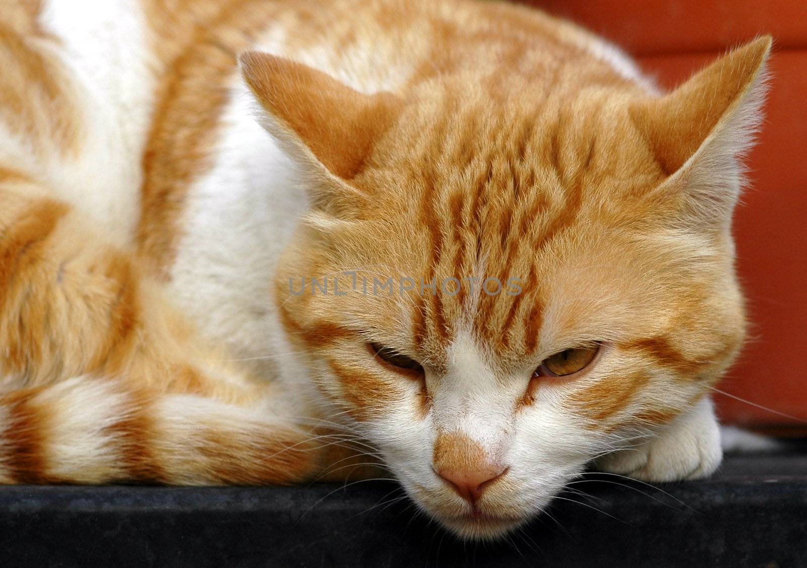 close up on a white orange cat