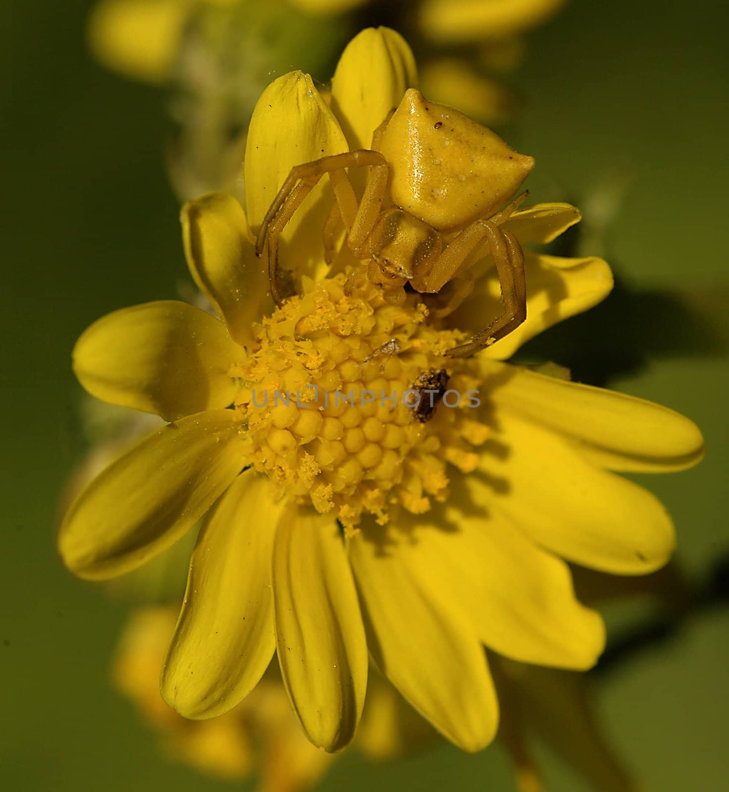 Yellow spider on a yellow flower in the field