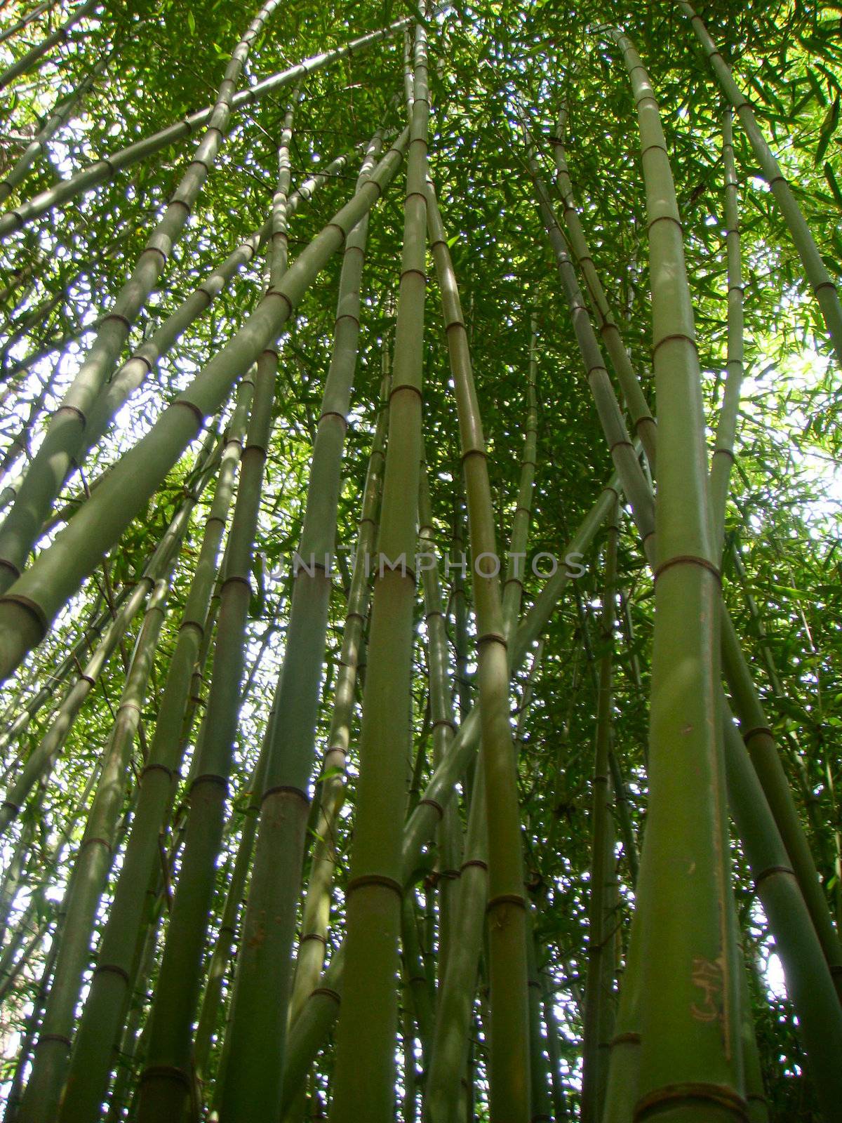 Tall Bamboo by zombeye