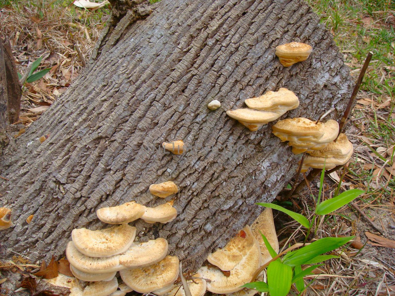 Mushroom fungus growing on an old tree stump at Bellingrath Gardens, Alabama.