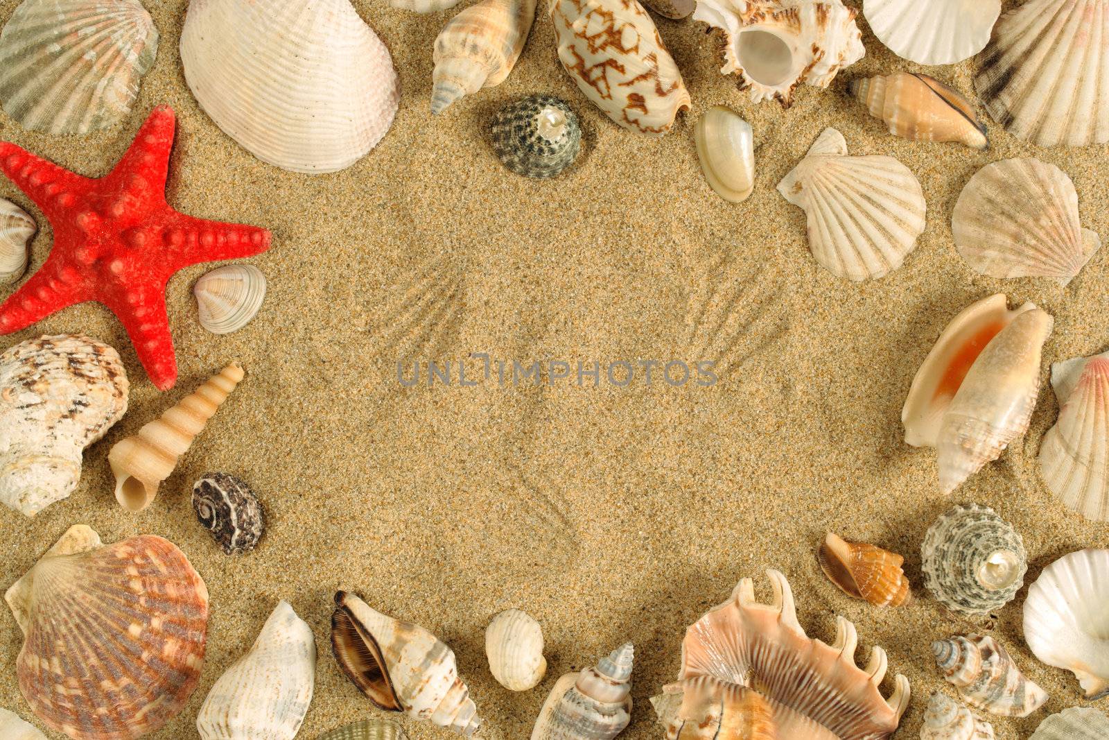 A series of seashells scattered around the sand to make a frame.
