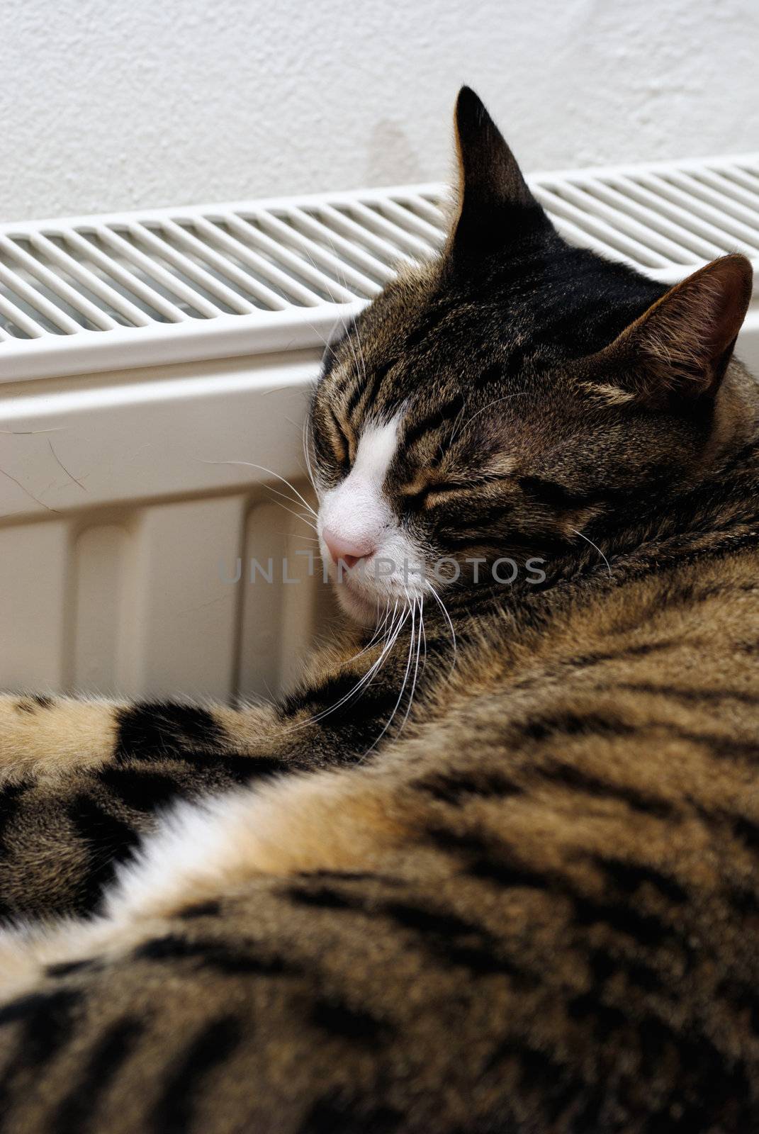 Cat relaxing on heater by fahrner
