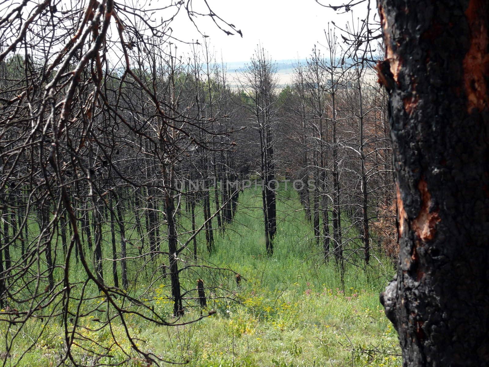 rows of the black burnt trees