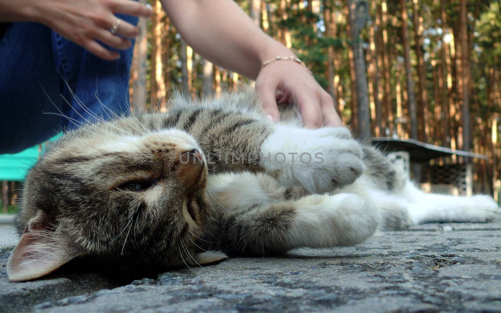 Cat enjoyd of human caress by Stoyanov