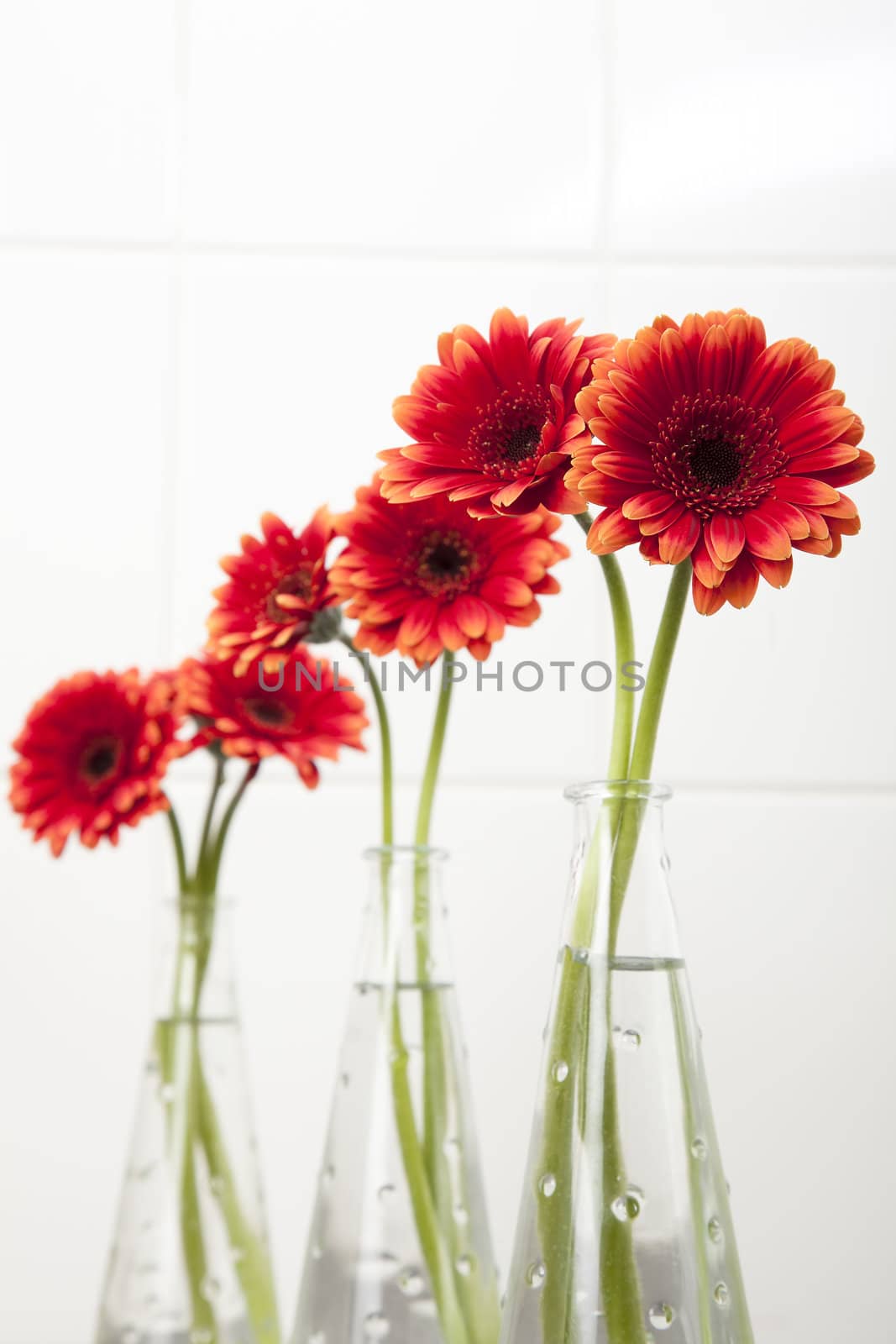 Four vases with red gerberas daisies.