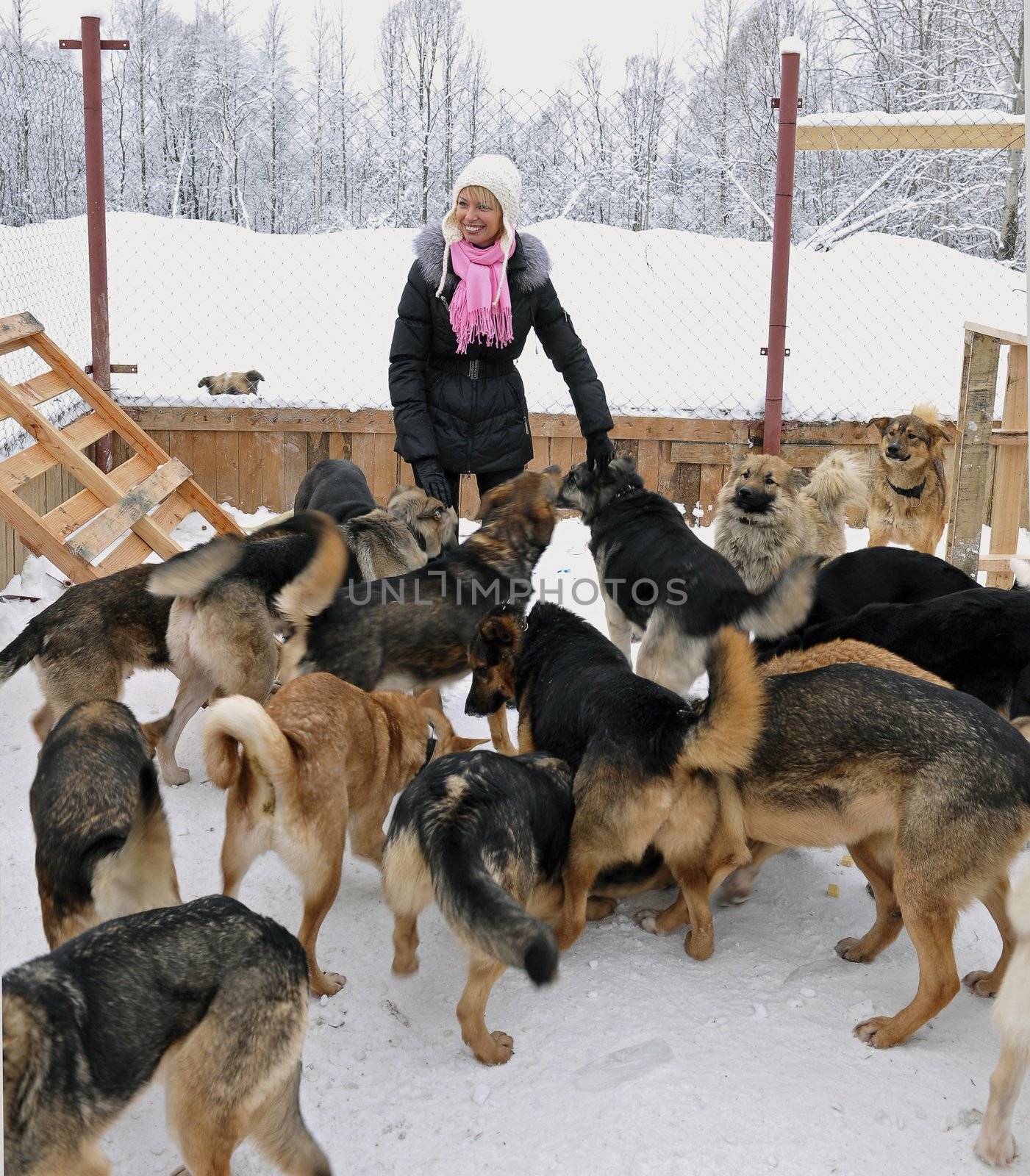 Shelter for stray dogs. A shelter of vagrant animals. Open-air cages for homeless dogs.