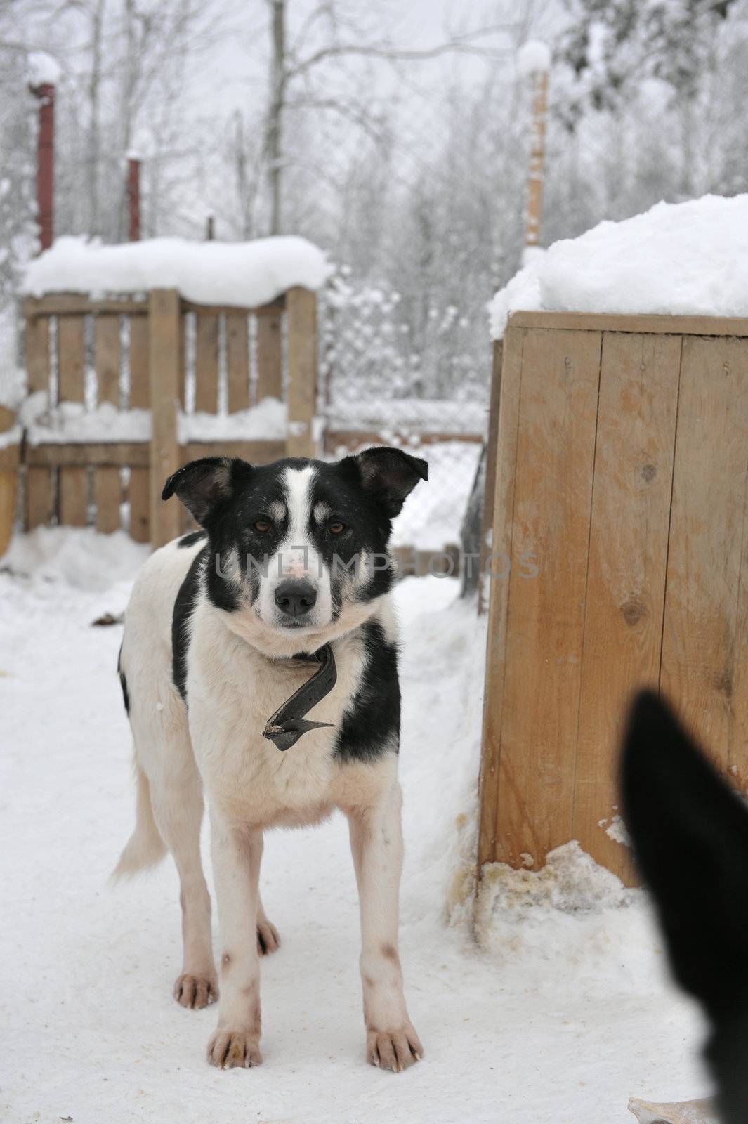 Shelter for stray dogs. A shelter of vagrant animals. Open-air cages for homeless dogs.