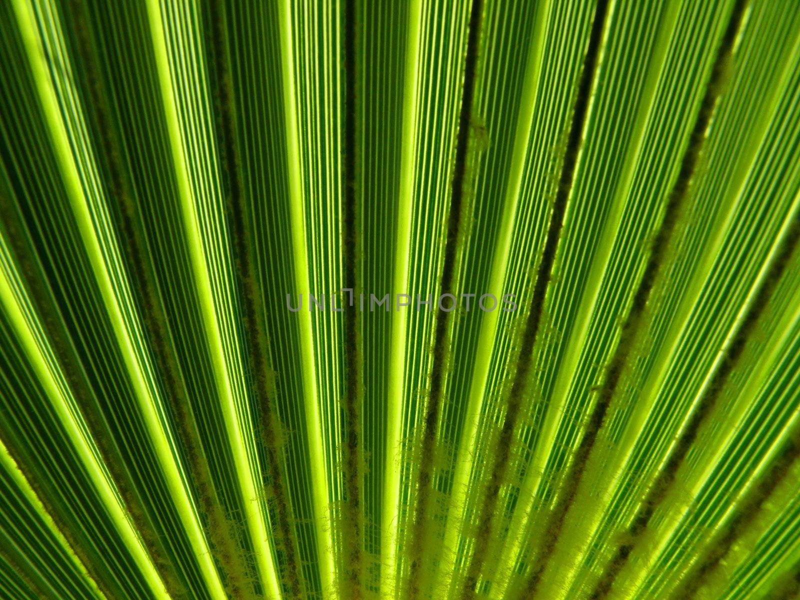texture of palm leaf by Stoyanov