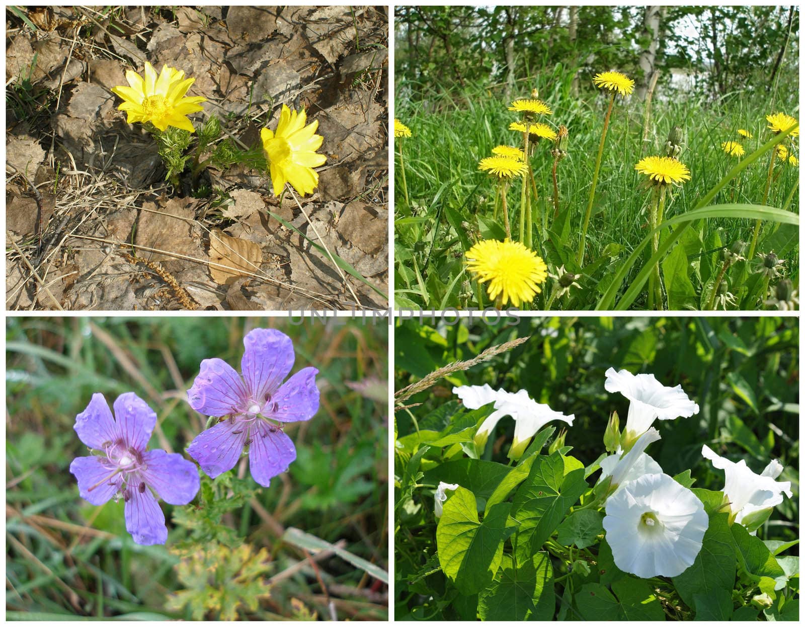 Flowers, russian wildflowers: snowdrop, dandelion, geranium, bindweed