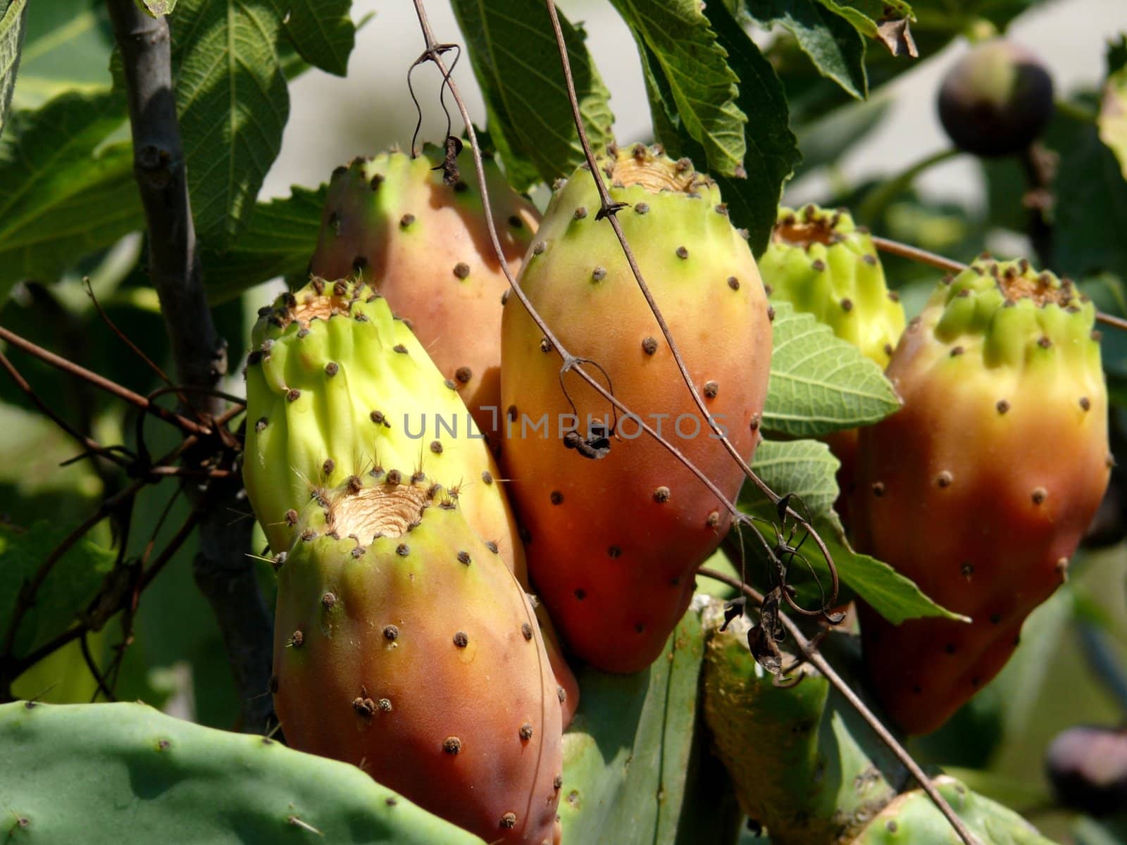 Fruit of cactus by Stoyanov