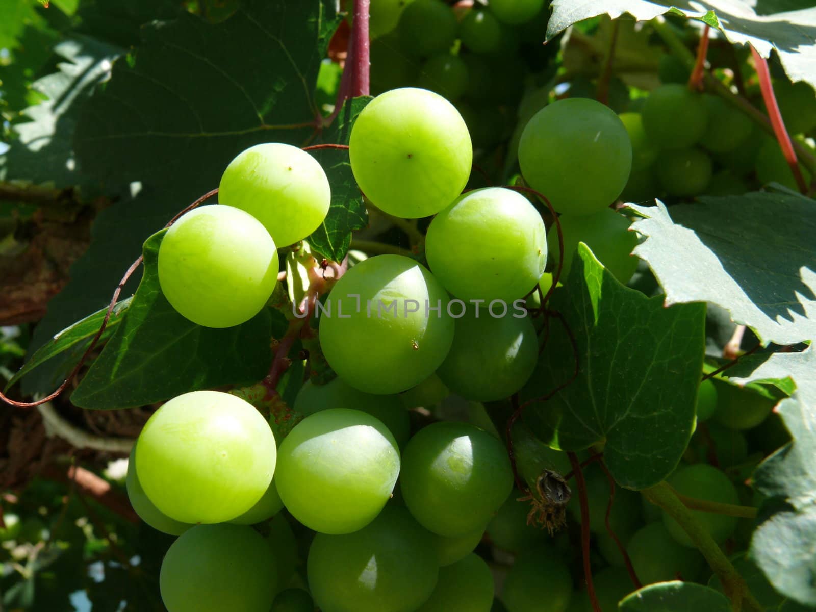 Green grapevine by Stoyanov