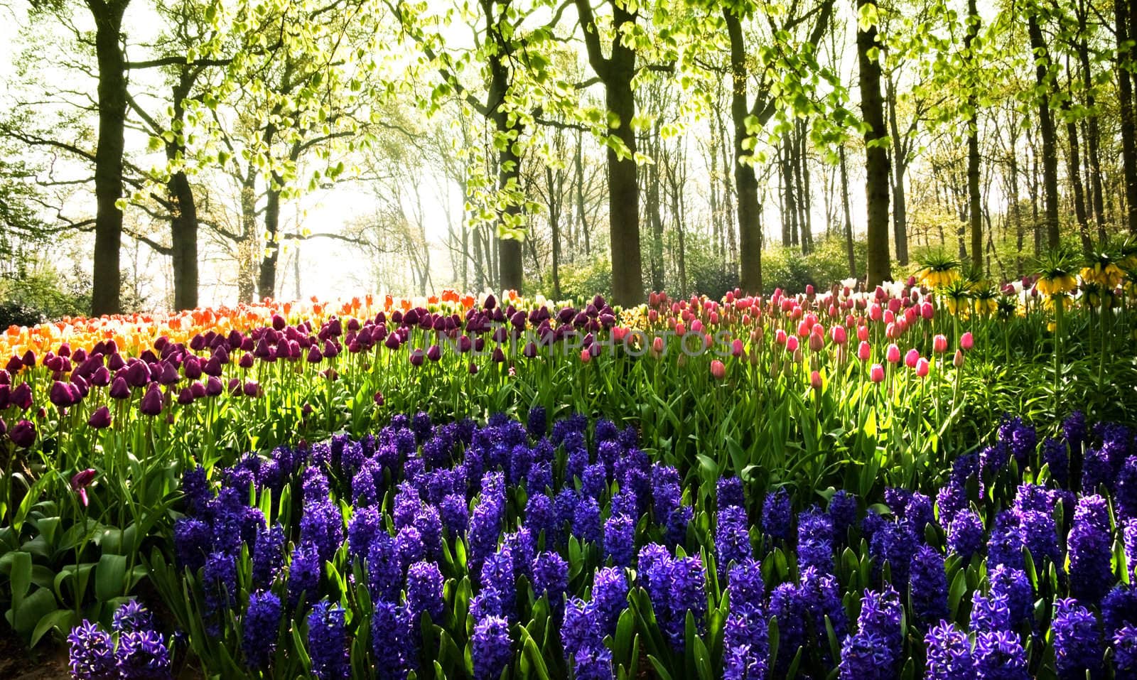 Tulips and hyacinths under the trees at sunrise in spring