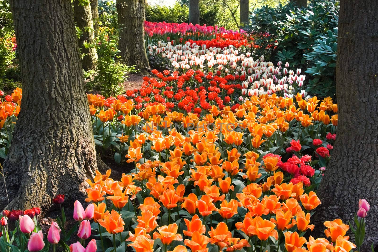 Path of colorful orange, red and white tulips under the trees in spring