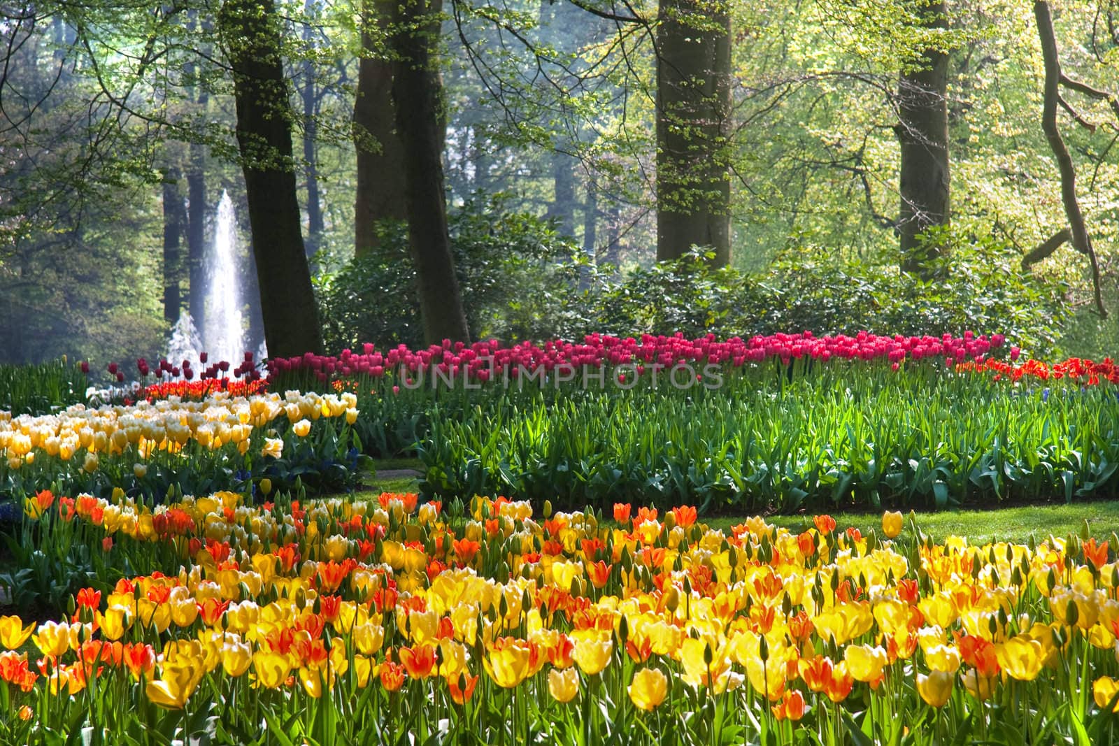 Colorful arrangement of tulips on sunny morning in spring