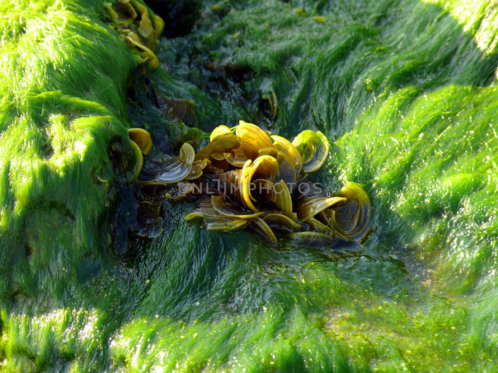 Edible seaweeds by Stoyanov