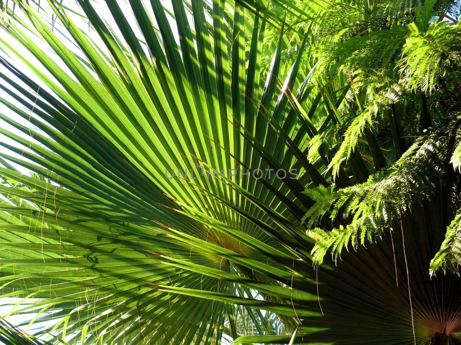 Palm leaves