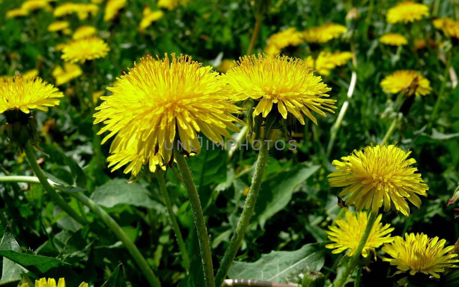 Yellow dandellions