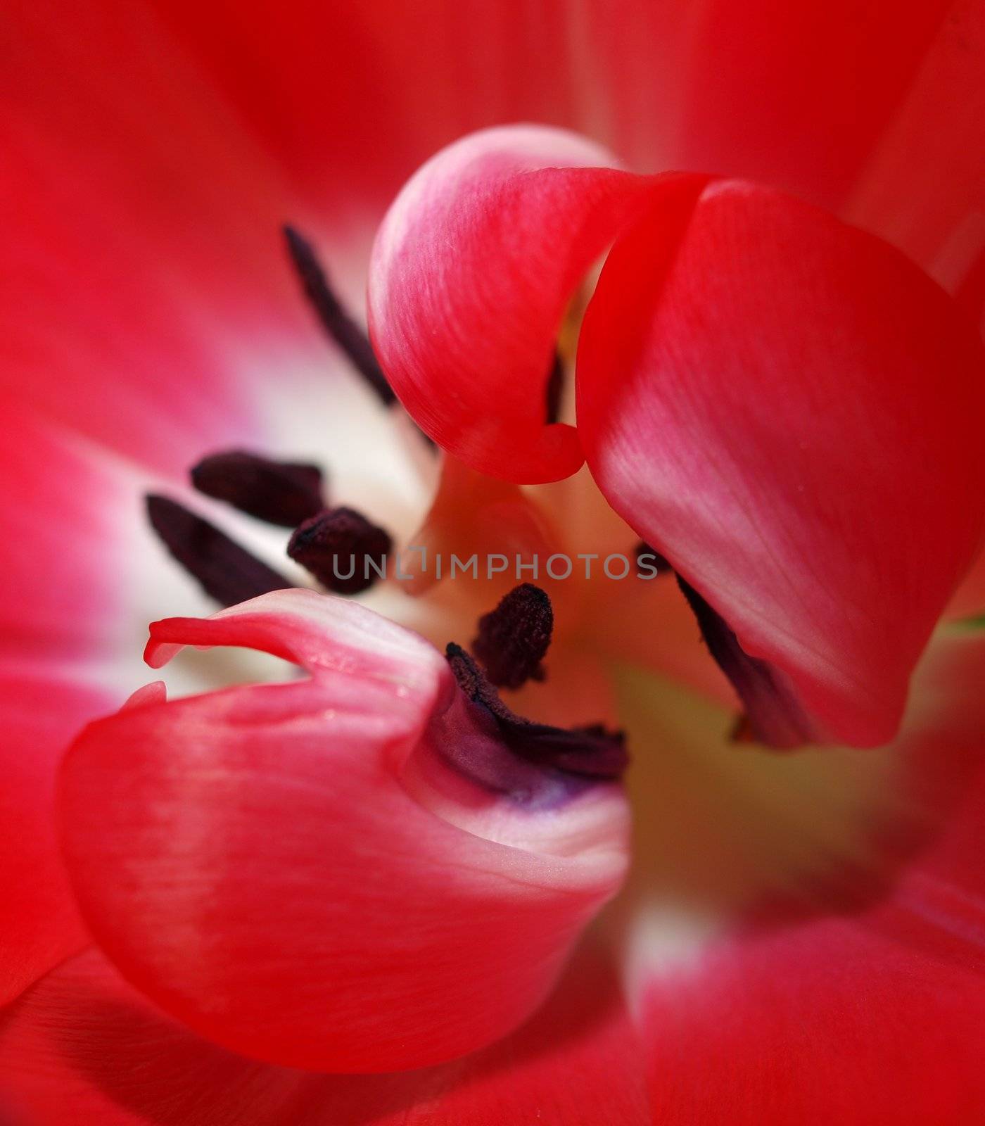 Red and white tulip by douwe