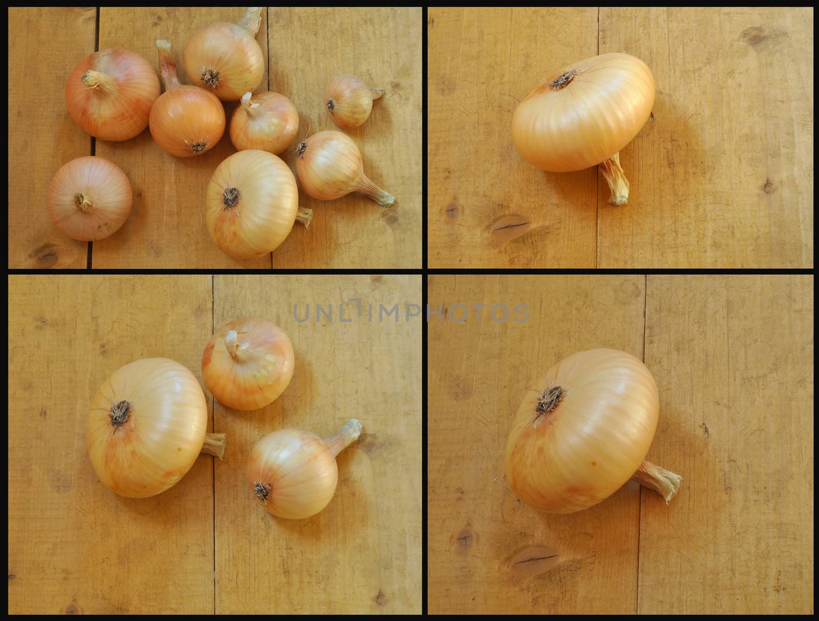 Onions bulbs on wooden pine wooden boards. Autumn, September