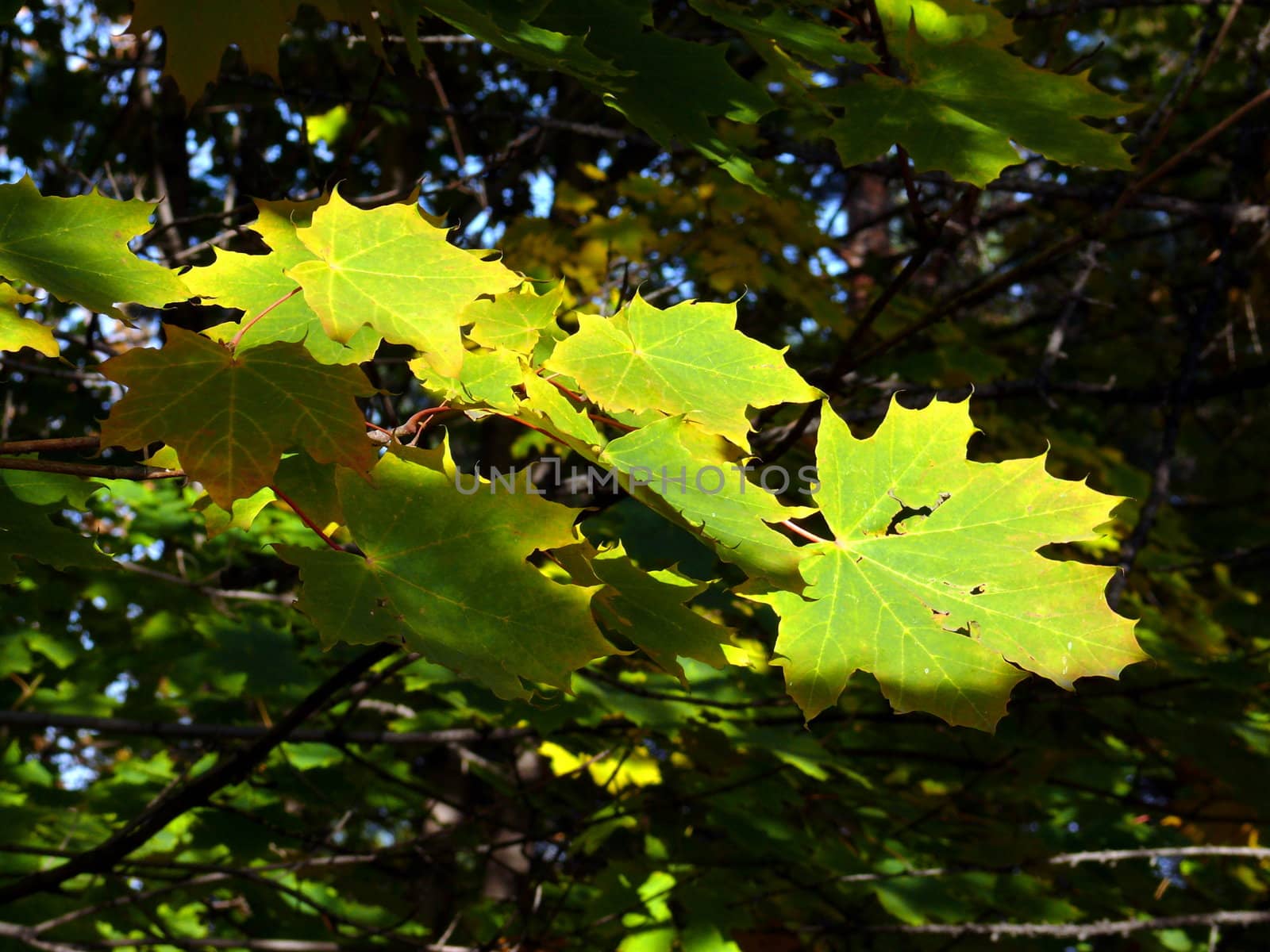 Autumn canadian maple leaf