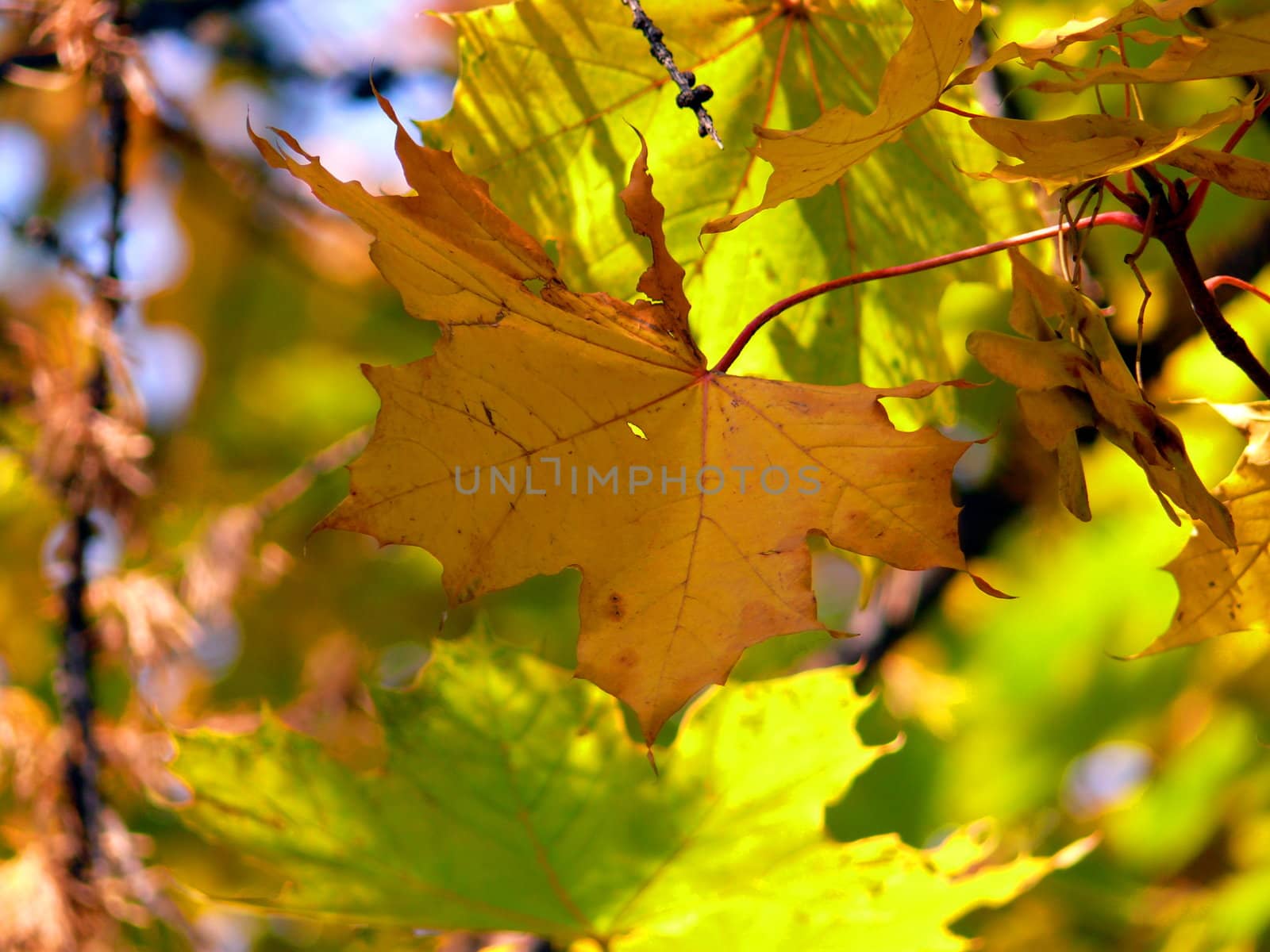 Autumn canadian maple leaf by Stoyanov