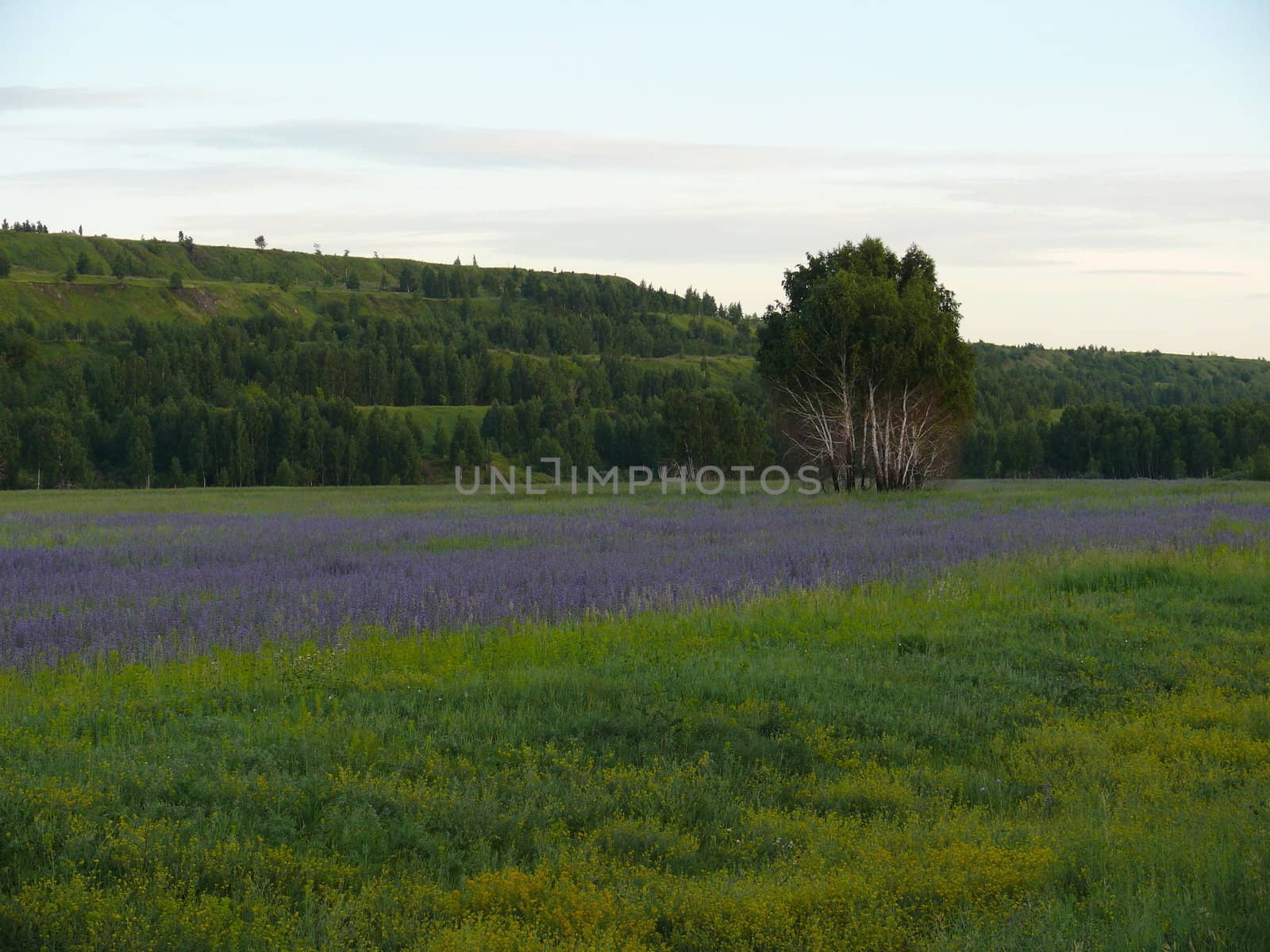 Field with multicolored grass by Stoyanov