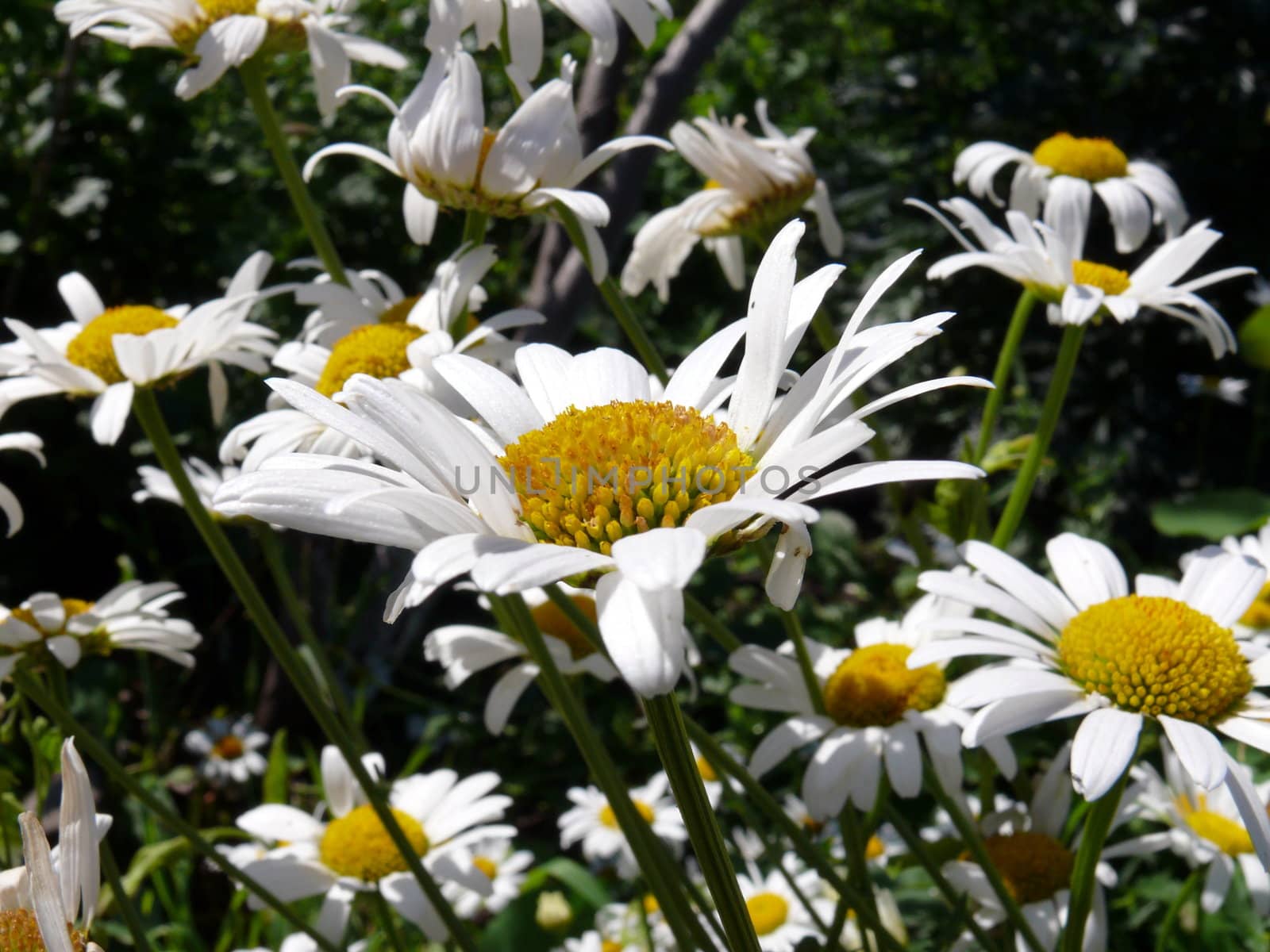 white Camomile in green meadow background