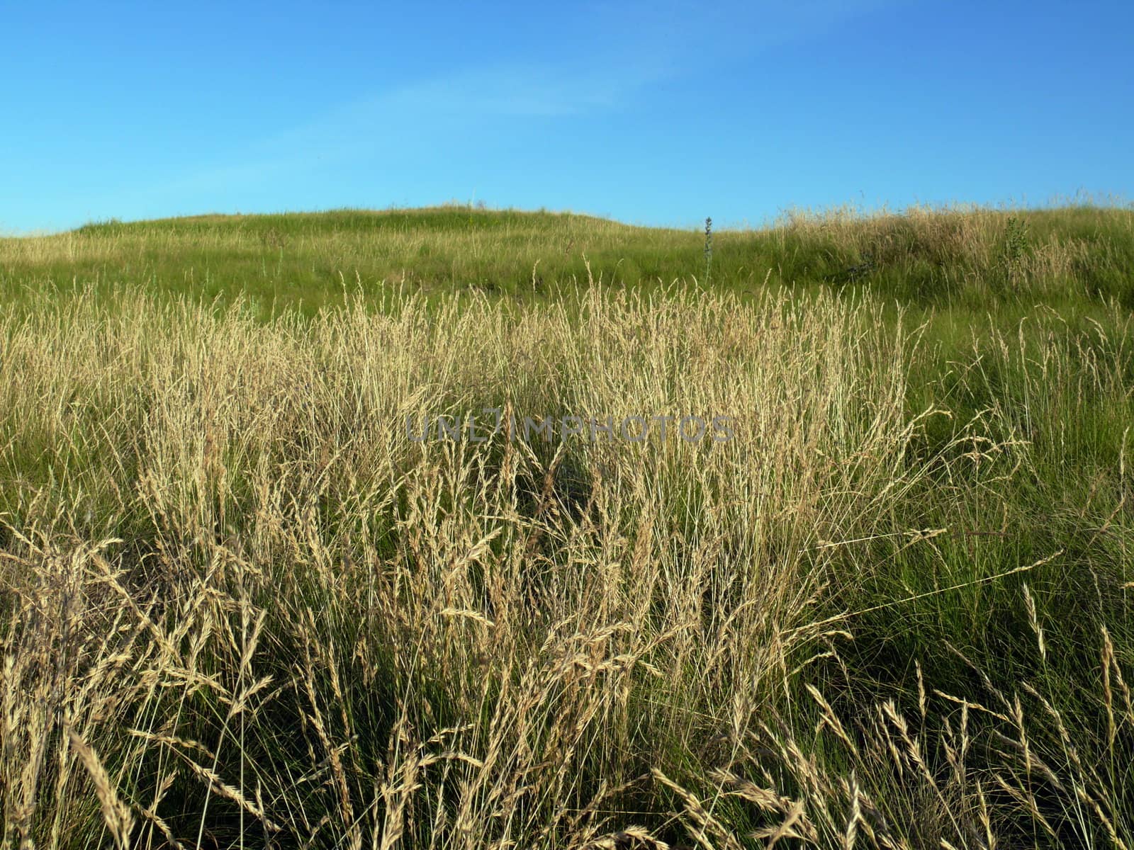 Sunny day in the field by Stoyanov